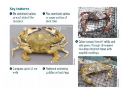 新西兰发觉皮皮虾将其列为入侵相当网友：让新